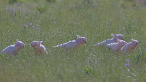 High frame rate tracking shot of a flock of major mitchell's cockatoos feeding Stock Footage 237059491