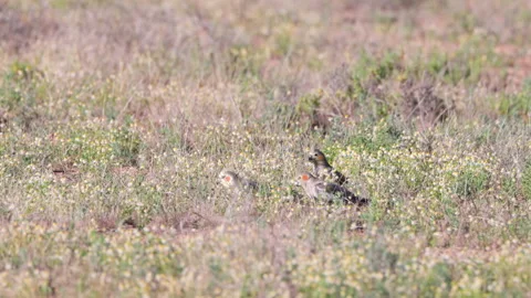 High frame rate wide shot of a flock of cockatiels feeding on the ground Stock Footage 242071721
