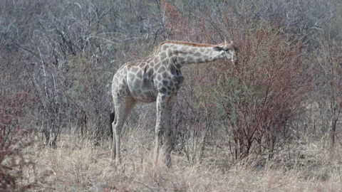High frame rate wide shot of a southern giraffe grazing on a tree at pilanesberg Stock Footage 289488374
