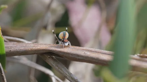 High frame side view maratus volans peacock spider mating display Stock Footage 144427789