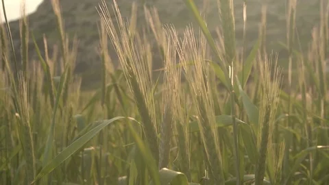 High fresh grass in meadow at sunset. Green wheat swaying in wind at sundown Stock Footage 79044494