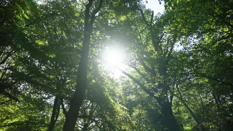 High gate forest Video stock 250979282