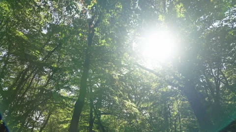 High gate forest Video stock 250979369