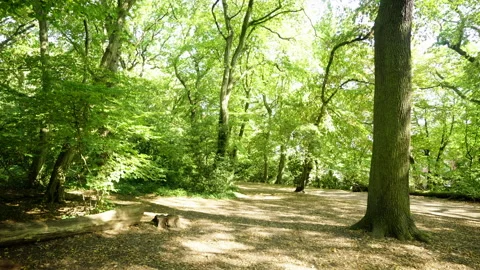 High gate forest Video stock 250979901