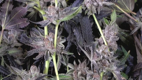 High Grade Cannabis Pan Down In A Medical Marijuana Growing Operation Stock Footage 102669300