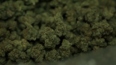 High Grade Marijuana Stock Footage 79017755