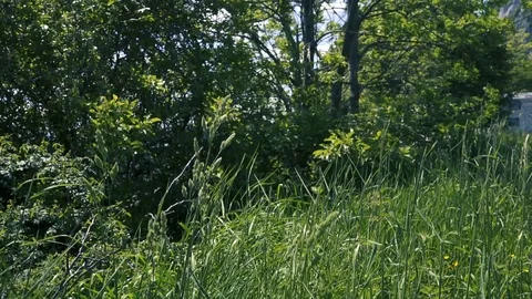 High gras movement in nature with trees Stock Footage 112777473