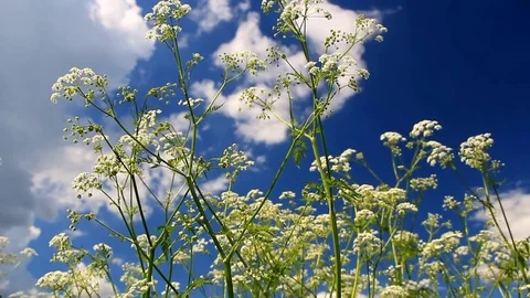 High grass against the sky against the sun Stock Footage 76829254
