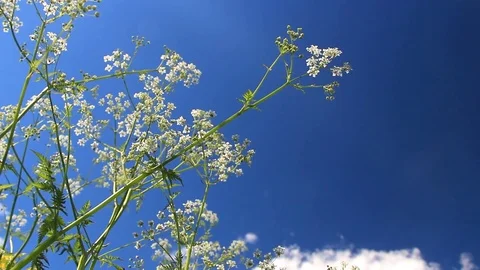 High grass against the sky against the sun 2 Stock Footage 76829290