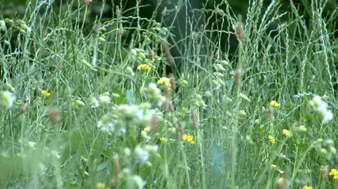 High grass and flowers Video stock 11163425