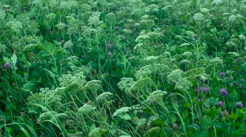High grass and flowers on a wind Stock Footage 54897101