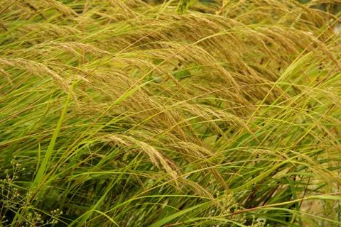 High grass - background Stock Photos