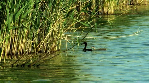 High Grass beach Stock Footage 5723405