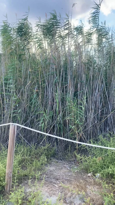 High grass on the beach. Steppe. Vertical video for social media Stock Footage 287339876