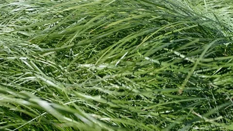 High grass bending under the strong wind in summer. Stock Footage 107163175