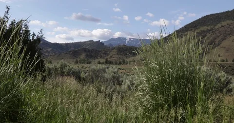 High grass blowing in valley 4k 24fps Stock Footage 79831613