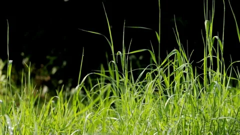 High grass blowing in the wind against a black background Stock Footage 93781837