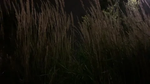 High Grass Blown by Wind at Night Stock Footage 140990095