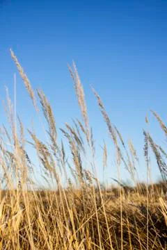 High grass with a blue sky as background Stock Photos