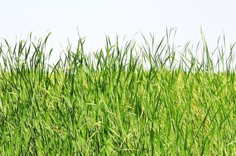 High grass of a cane. Stock Photos
