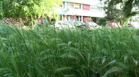 High grass in a city park Stock Footage 11163798