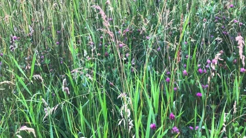 High grass with clover open field POV Stock Footage 197581659