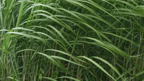 High grass dancing in the wind Stock Footage 136262006