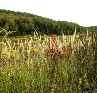 High grass with dense forest in early autumn Stock Photos