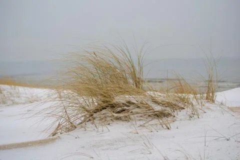 High grass in dunes Foto stock
