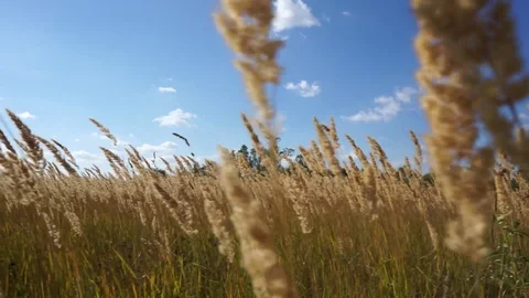 In high grass field Video stock 101834454