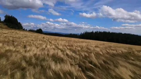 High grass field in the middle of forest Stock Footage 247848703