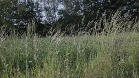 High grass field on a windy day, close-up 動画素材 276722942
