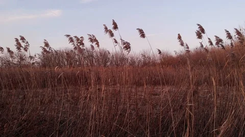 High grass Stock Footage 129570277