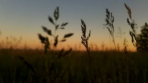 High grass Stock Footage 130439504