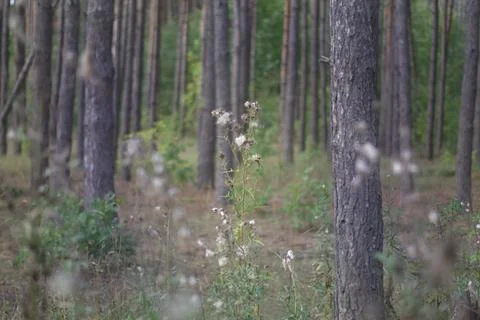 High grass of forest. Thistle with furr, that appeared instead of flowers. .. Stock Photos