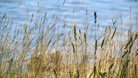 High grass in front of the lake Stock Footage 111508102