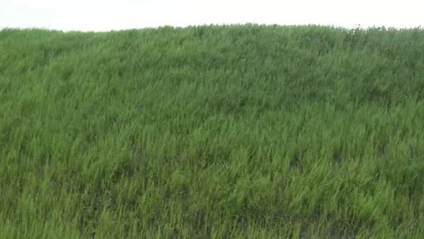 High grass  green meadows and wind Stock Footage 131105039