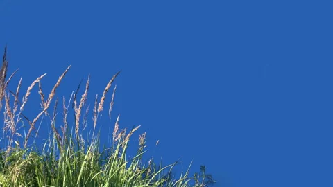 High Grass Isolated with alpha mask Blowing On The Wind Stock Footage 94521396
