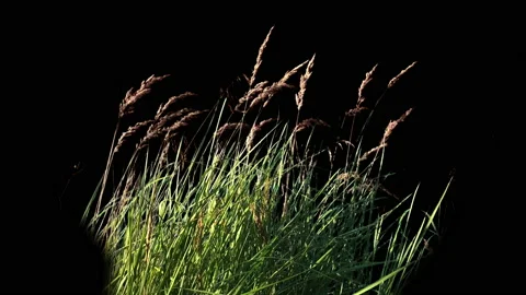 High Grass Isolated with alpha mask Blowing On The Wind Stock Footage 94521900