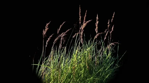 High Grass Isolated with alpha mask Blowing On The Wind Stock Footage 94527330