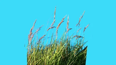 High Grass Isolated with alpha mask Blowing On The Wind Stock Footage 94527684