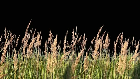 High Grass Isolated with alpha mask Blowing On The Wind Stock Footage 94528705