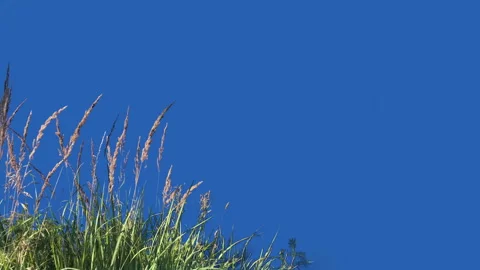 High Grass Isolated with alpha mask Blowing On The Wind Stock Footage 94556068