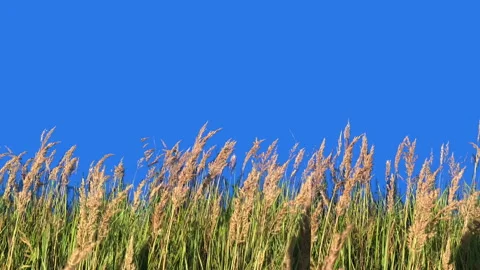 High Grass Isolated Blowing On The Wind Vidéo 94521805