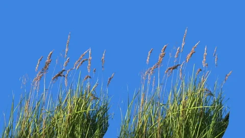 High Grass Isolated on blue background Blowing On The Wind Stock Footage 94524866
