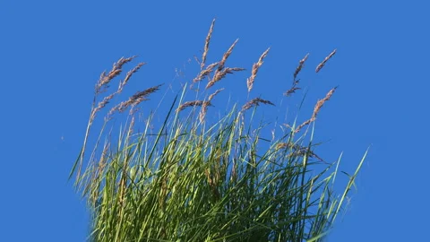 High Grass Isolated on blue sky background Blowing On The Wind Stock Footage 94523668