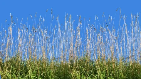 High Grass Isolated on chroma key background Blowing On The Wind Vidéo 94523011