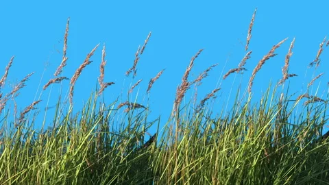 High Grass Isolated on  Chroma key background Vidéo 94527416