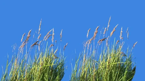 High Grass Isolated Vidéo 94525214