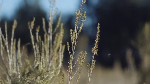 High grass little windy with bugs flying Stock Footage 252421965